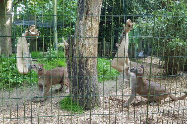 Amazona Zoo slide 1